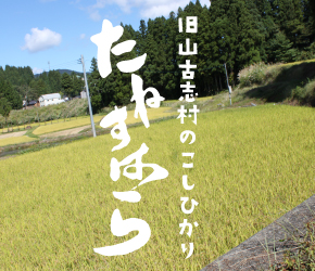 山古志たねすはら米
